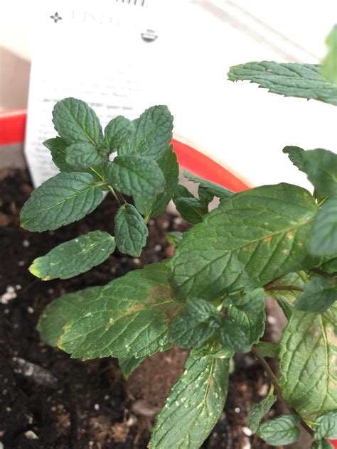 Please Help Me Save My Mint Plant The Leaves On The Mint
