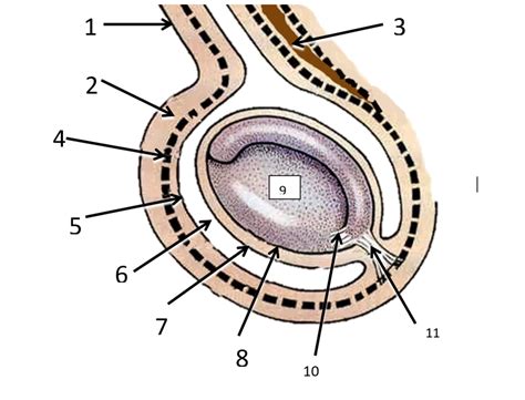 Testicular Anatomy Diagram Quizlet