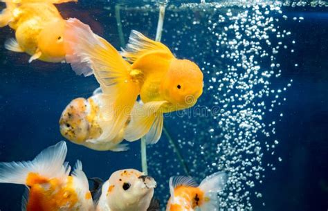 Beautiful Goldfish Swimming In The Fish Tank Stock Photo Image Of