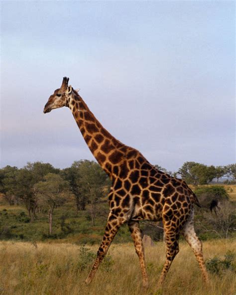 Zürafa Resmi | Fotoğraf İndir