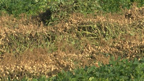 Extraordinary Peanut Harvest Is Boosting South Georgia Economy