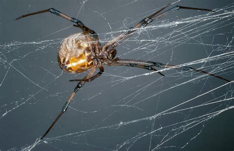 Brown Widow Spider Latrodectus Geometricus Entomology Today
