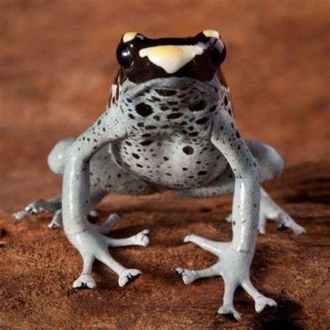 Dart Frog Dendrobates Tinctorius Beautiful Animal Of The Amazon