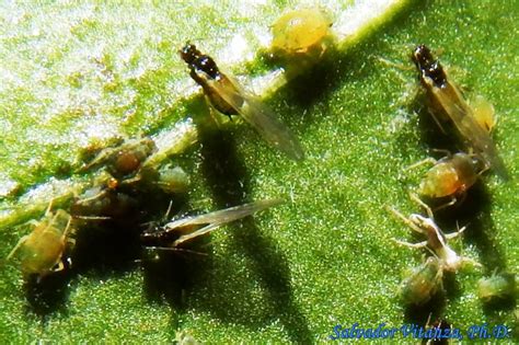 Typically, if you have an aphid infestation, you need to knock them off of the plant with a strong jet of water. Hemiptera-Sternorrhyncha-Aphididae-Aphis gossypii-Cotton ...