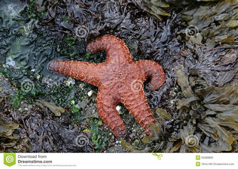 Ochre Starfish Stock Photo Image Of Gabriola Coast 55389800