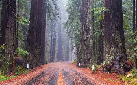 📅 The Best Time To Visit Redwood National Park