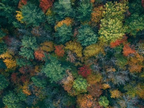Download Wallpaper 1600x1200 Trees Aerial View Autumn Autumn Colors