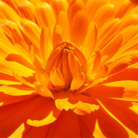 orange-petals-thriftyfun