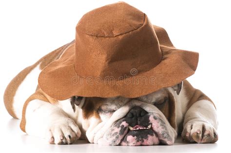 258 Dog Wearing Cowboy Hat Stock Photos Free And Royalty Free Stock