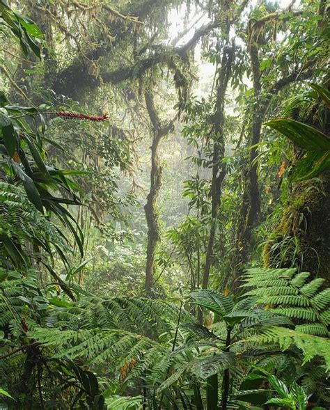 Rainforest In Monteverde Costa Rica 1440x1793 Oc Nature