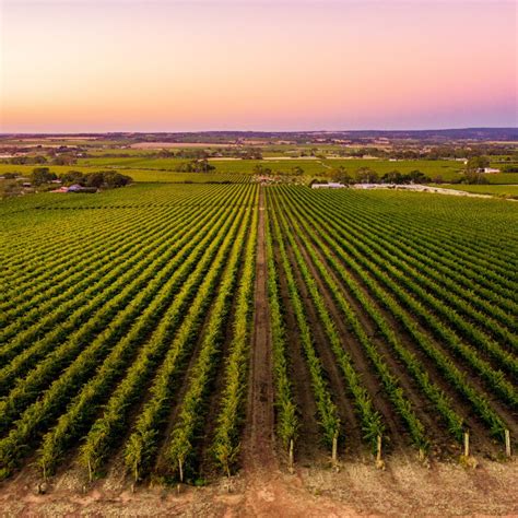 The Unique Ways To Experience The Coastal Vineyards Of South Australia