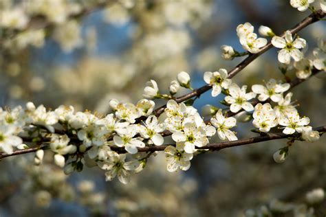 Blühender Strauch Weiss Blüte · Kostenloses Foto Auf Pixabay