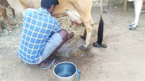 Very Fast Cow Milking Cow Milking By Hand Cow Milk Cow Videos