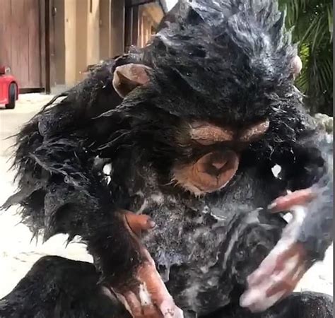 Adorable Moment Two Year Old Chimpanzee Washes Himself During Bath Time