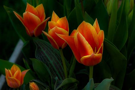 Beautiful Orange Tulips Spring Flowers