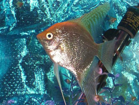 The Angelfish Society Phenotype Library Gold Pearlscale