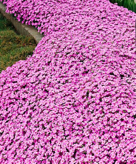 Pink Arabis Rockcress Makes A Good Perennial Groundcover Pinned By