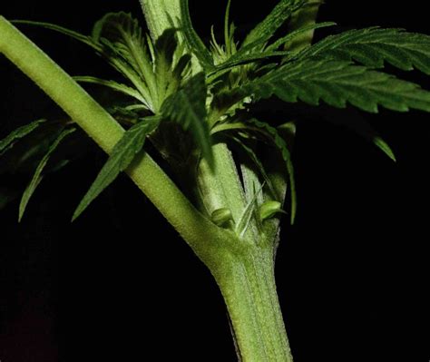 Sexing Cannabis Plants Documentary How To Tell If Your Plant Is Male