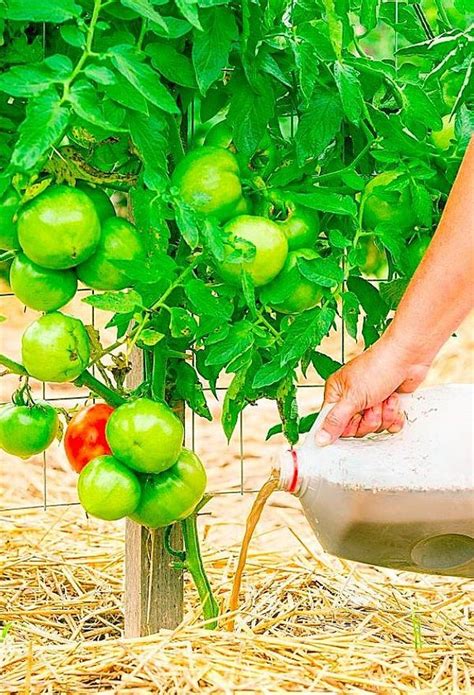 How To Grow Healthy Tomato Plants Spreadophilia