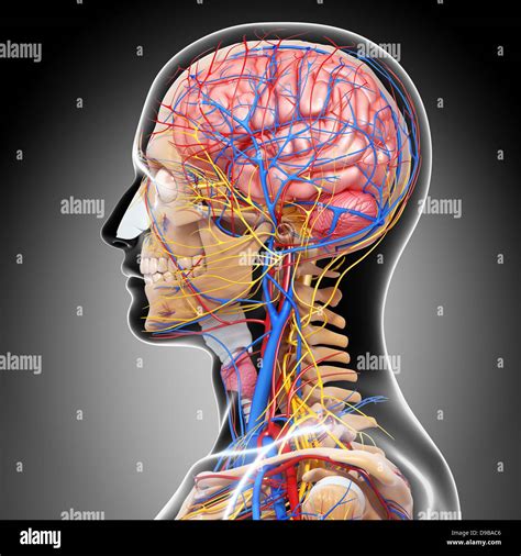 Circulatory System Of Human Head Anatomy Stock Photo Alamy