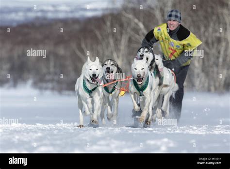 Running Sled Dog Team Alaskan Husky Kamchatka Musher Sitnikov Alexey