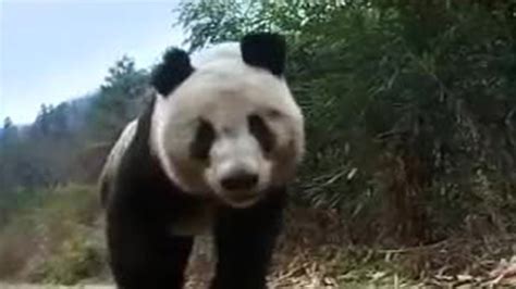 Giant Panda Bear Does Handstand Bbc Studios Youtube