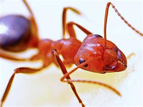 Red Ant Bite Allergic Reaction