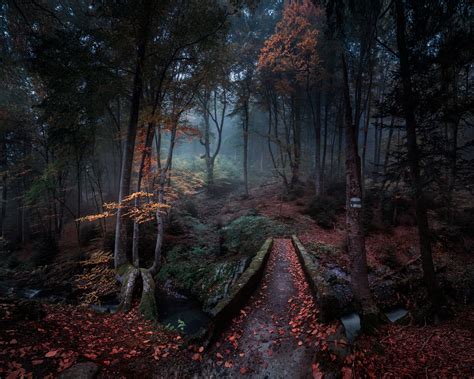 Nature Landscape Forest Path Fall Leaves Bulgaria Trees Mist