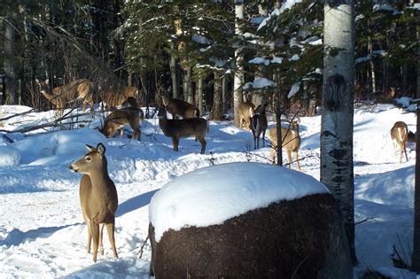 Wintering Habitat Is Critical For Whitetail Deer Maine Sporting Camp