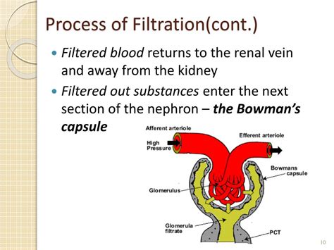 Ppt 712 Urinary System Powerpoint Presentation Free Download Id