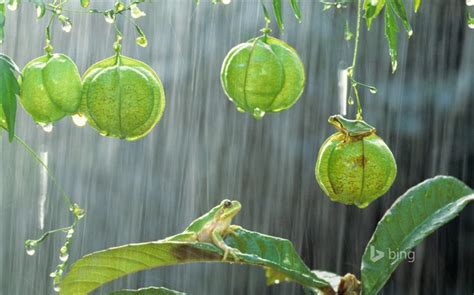 Rain Frog 2015 Bing Theme Wallpaper Wallpapers View