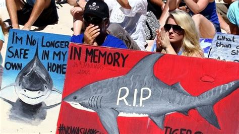 Australian Protests Over Perths Shark Cull Law Bbc News