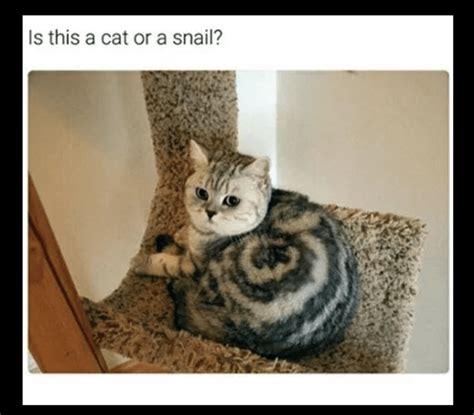 41 Adorable Caturday Memes That Are Sure To Get You Purring Memebase