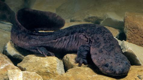 Animal World Records Largest Amphibian The Nature Nook
