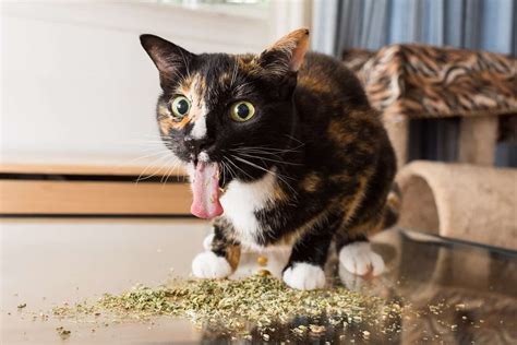 Photographer Catches Hilarious Pics Of Cats On Catnip Cole And Marmalade