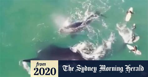 video whale and calf frolic among surfers at manly