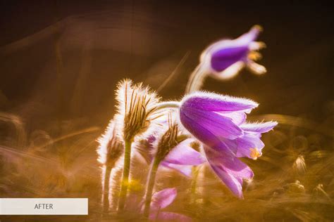 26 Flower Photography Tips