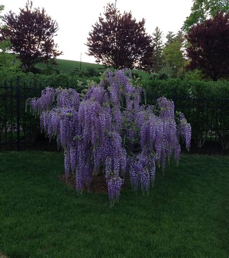 Wisteria In Bloom Outside And In The Home The Well Appointed House