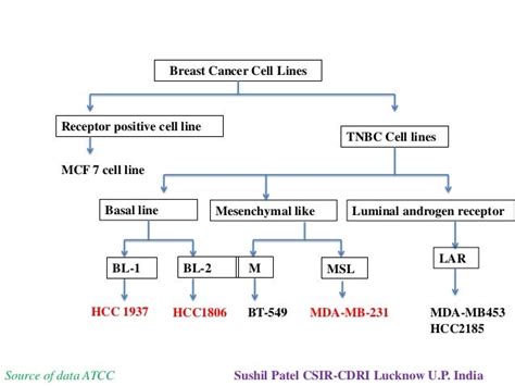 Human Breast Cancer Cell Lines