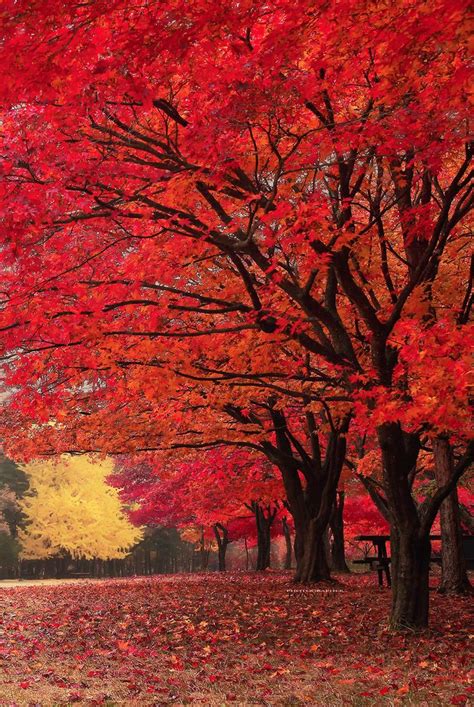 Red Fall Amazing Trees Pinterest