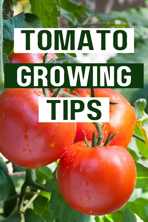 5 Tomato Growing Tips For Beginner Vegetable Gardeners Mother Earth