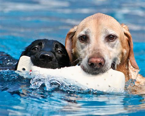 Water Dog Breeds Dogs That Love Water