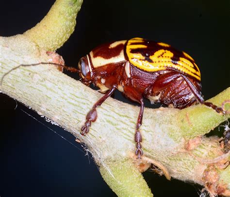 Beetle Bassareus Bugguidenet