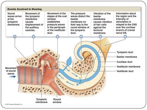 Auditory Senses And Pathway Of Hearing