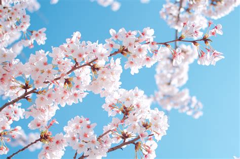 fondos de pantalla 2048x1365 primavera jardíns cereza floración de árboles sakura cerezo