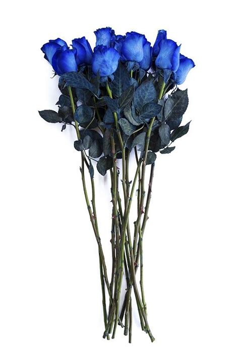 Tinted Blue Roses Blue Roses Blue Roses For Sale Rose