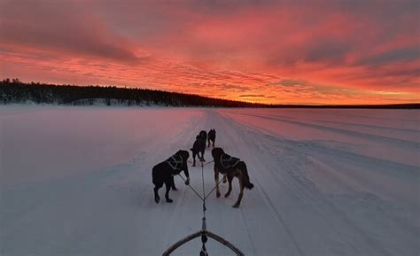 Day Trip Dog Sled Tour In Kiruna Arctic Dogsled Ab