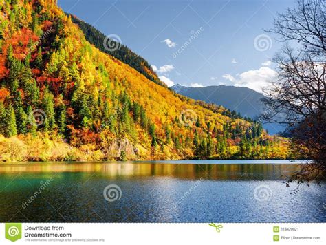 Amazing View Of The Panda Lake Among Colorful Fall Woods Stock Image