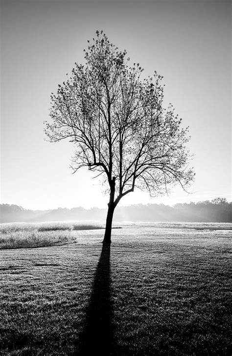 Tree In Black And White Photograph By Jordan Hill