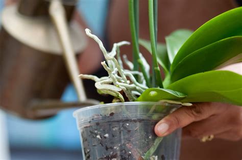 How To Care For Orchids